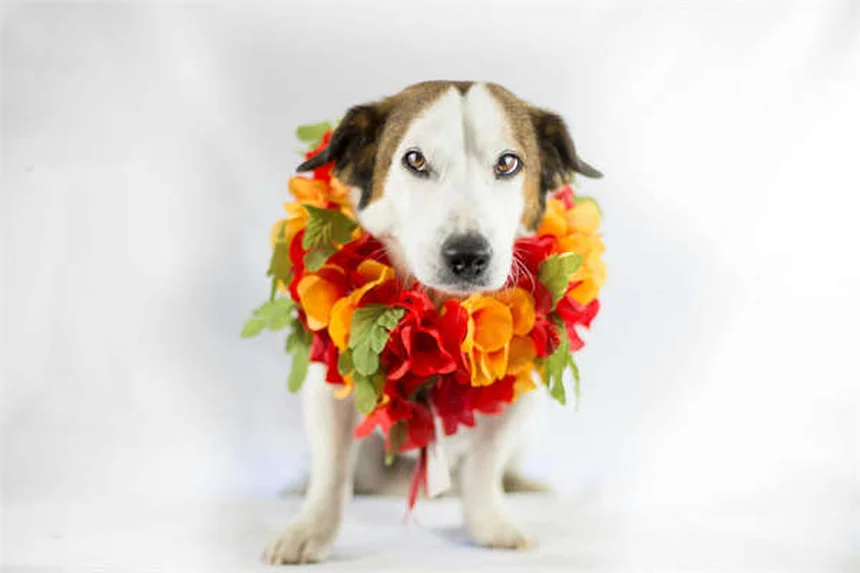 TNR이란? 길고양이 중성화 프로그램의 모든 것