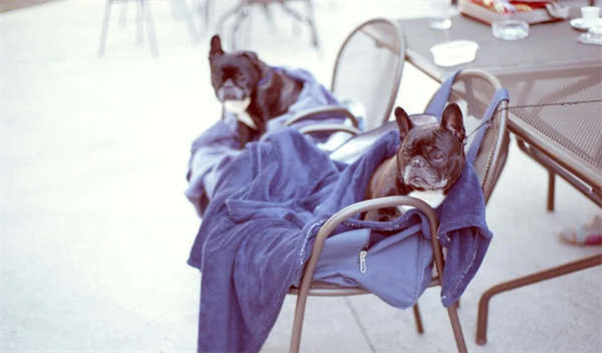 10 Most Popular Puffer Fish Types for Your Aquarium